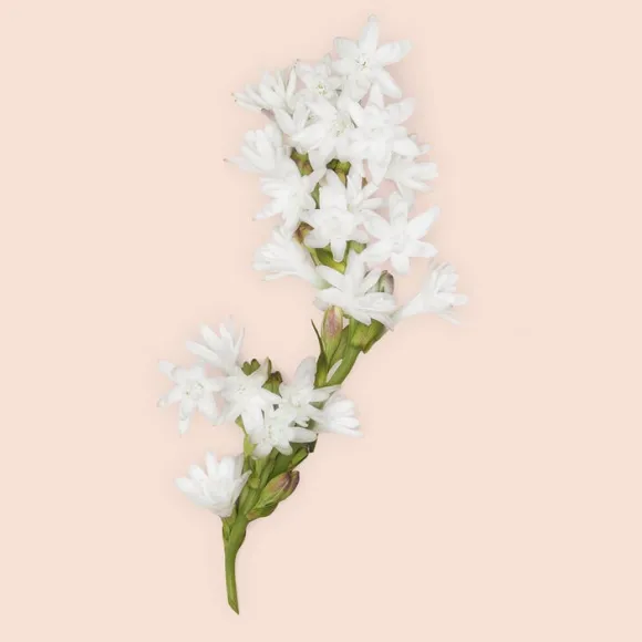 Gucci Bloom Intense