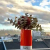 Pantone PENCIL CUP Orange 021