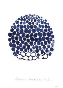 Rubus